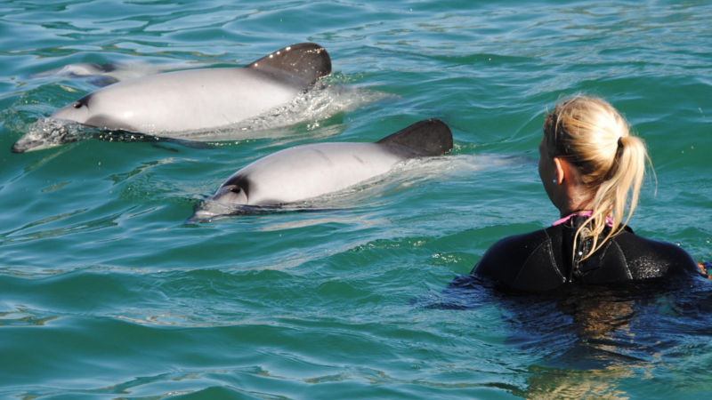 The only place on the planet, where you can get close to the world's smallest and rarest dolphin, the Hector's Dolphin. Simply rare and unique.